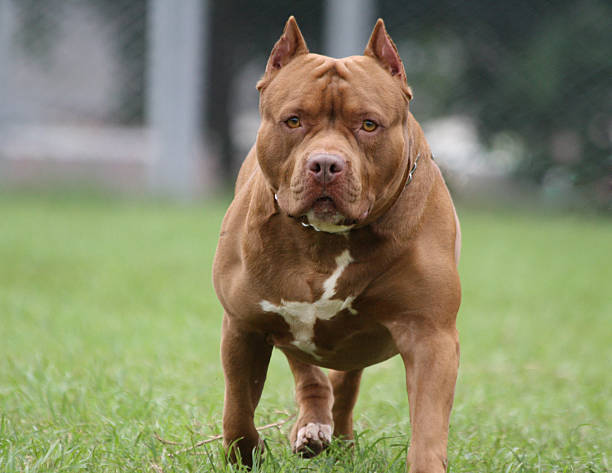¿Cómo se encuentra Liam, bebé atacado por un pitbull en Cipolletti?