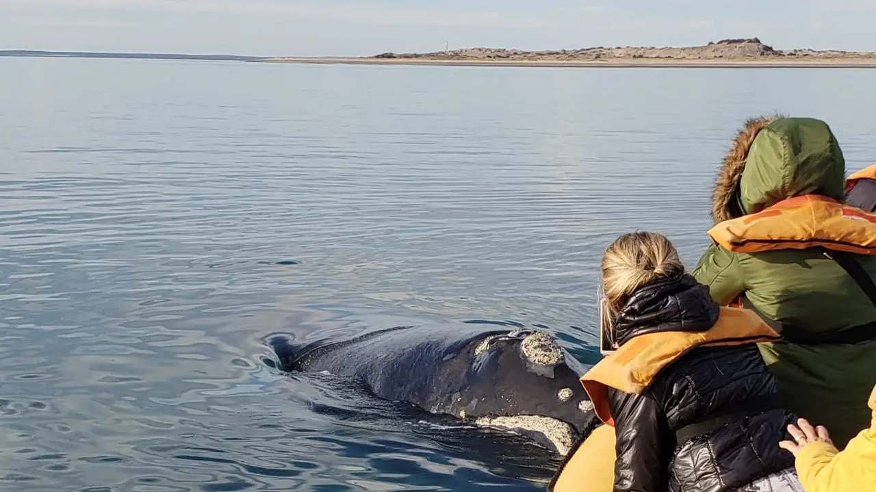 Una postal imperdible: las ballenas llegaron a la costa rionegrina
