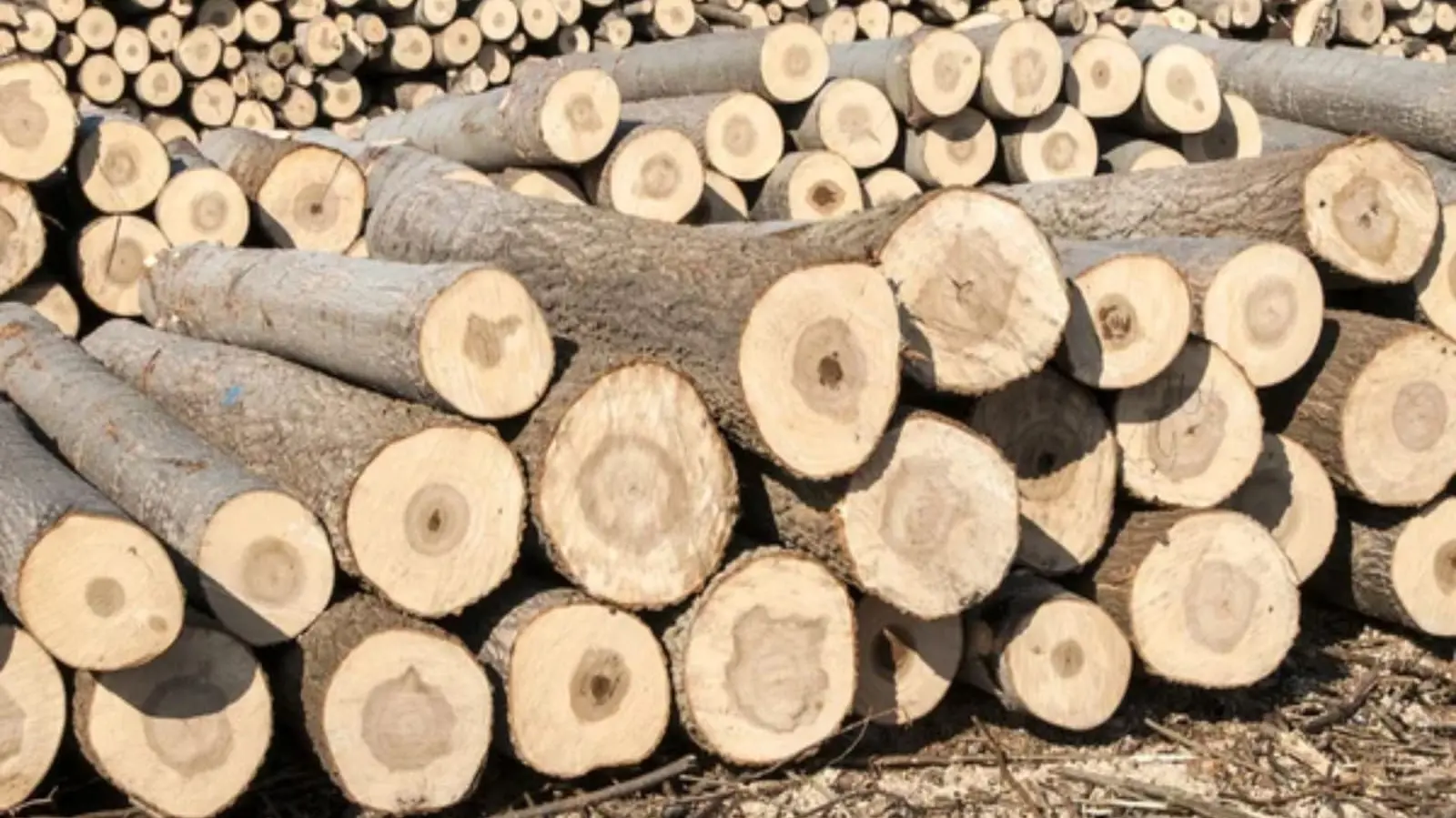 Impulso a la madera: más viviendas, más empleo y menos impacto