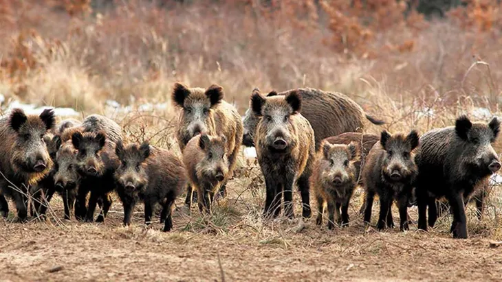 Alerta en la Patagonia por aumento de triquinosis en animales silvestres
