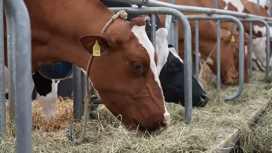 Denuncian que Chile cerró sus fronteras a carnes y reproductores de la Patagonia