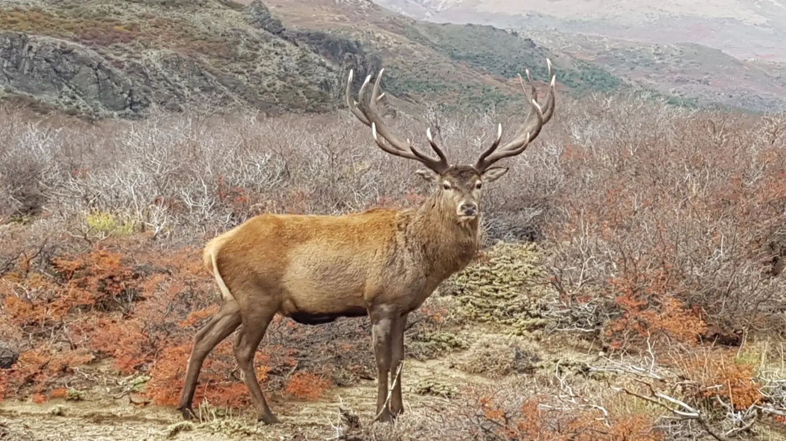 Río Negro tiene nueva ley y una estrategia integral de fauna silvestre