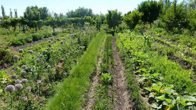 Preocupación en la huerta comunitaria: "son años de trabajar la tierra"