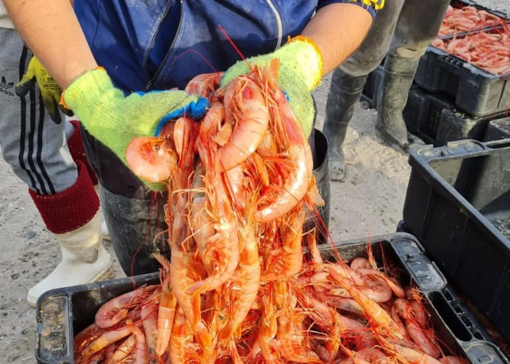 Más langostinos para Río Negro: impulso a la producción local