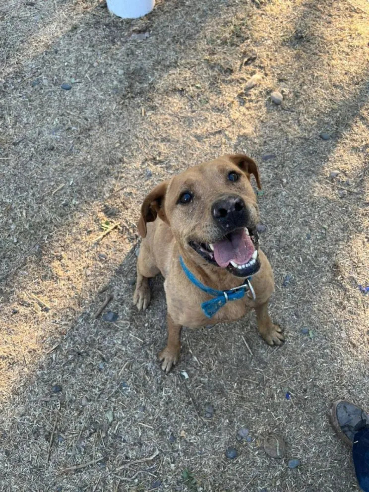 Te gustaría ser voluntario de animales aunque sea por un día. Una Fundación cipoleña invita a vivir la experiencia