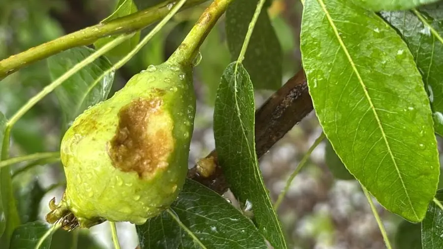 Weretilneck: “Vamos a acompañar a los productores en este momento difícil”