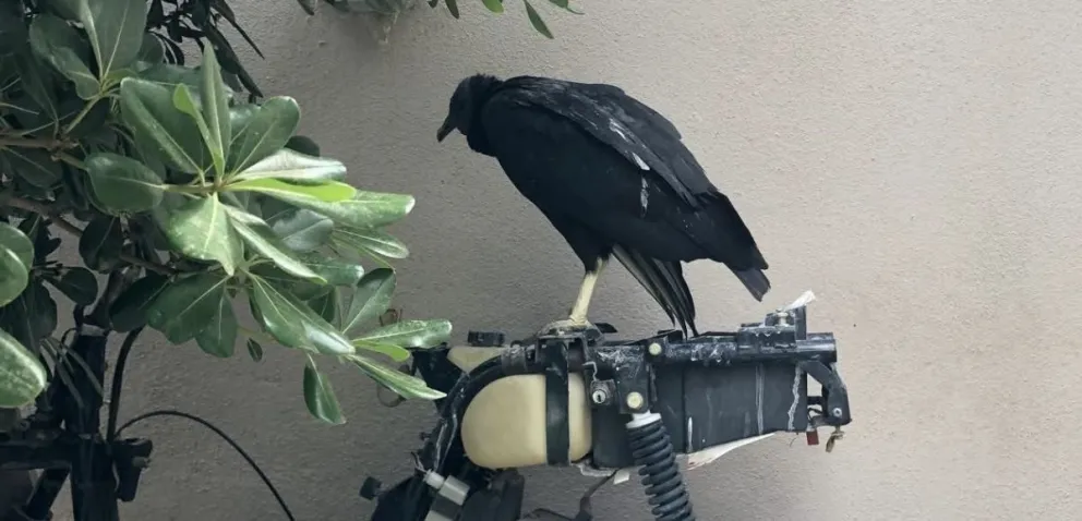 Zoonosis y Fauna Silvestre rescataron un ave de montaña herida en Cipolletti