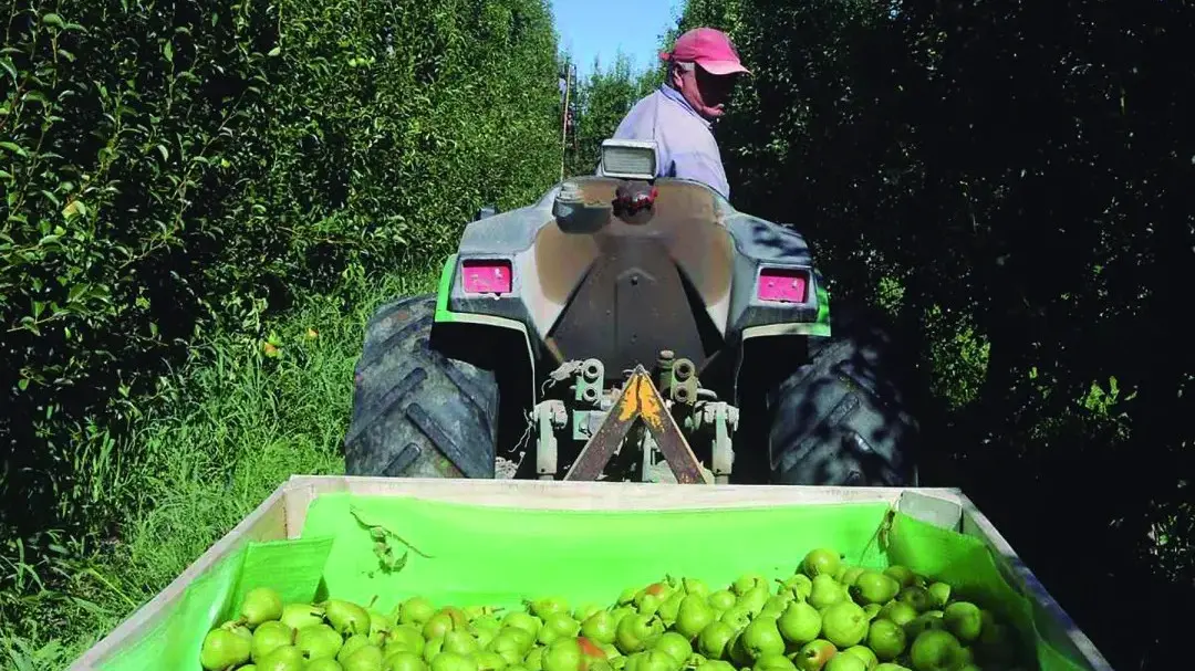 Fruticultura: Weretilneck anunció apoyo para raleo y labores culturales
