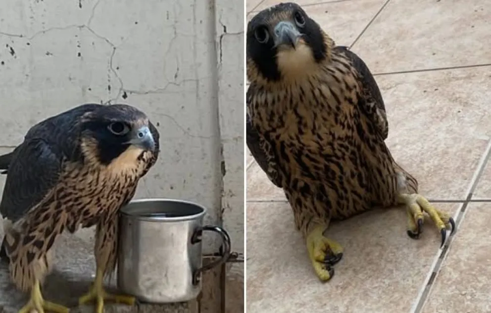 Se recuperan los halcones peregrinos que aparecieron en pleno centro de Cipolletti