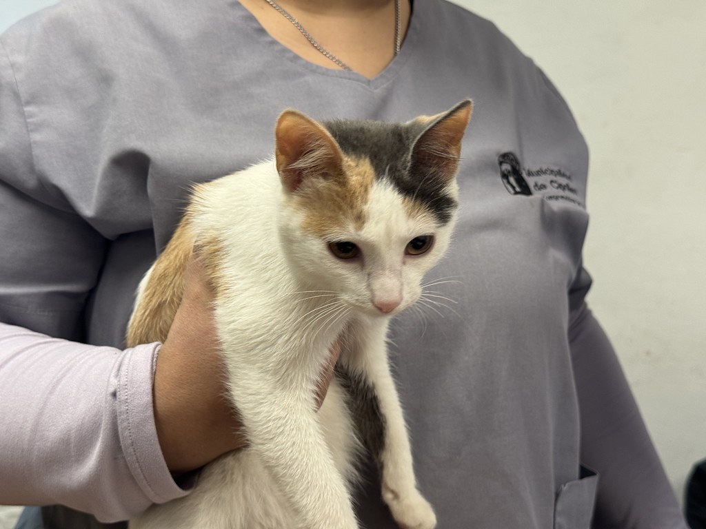 Jornada de Castración en Ferri con Turno Previo