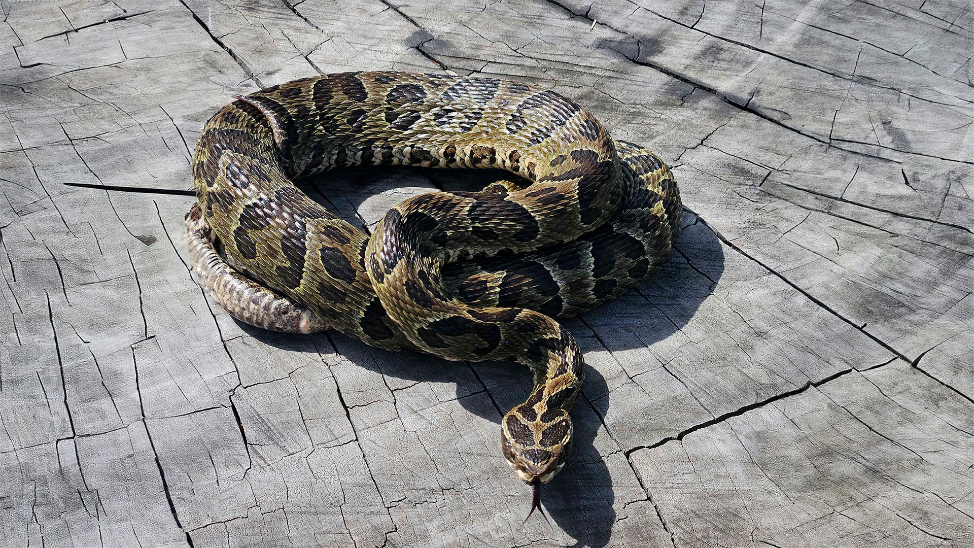 Otro internado por una presunta picadura de yarará: cómo es su estado de salud