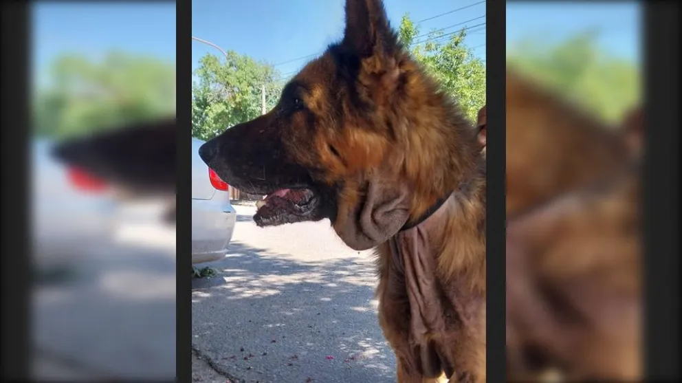 Rescate de un Ovejero Alemán que Sufría Maltrato