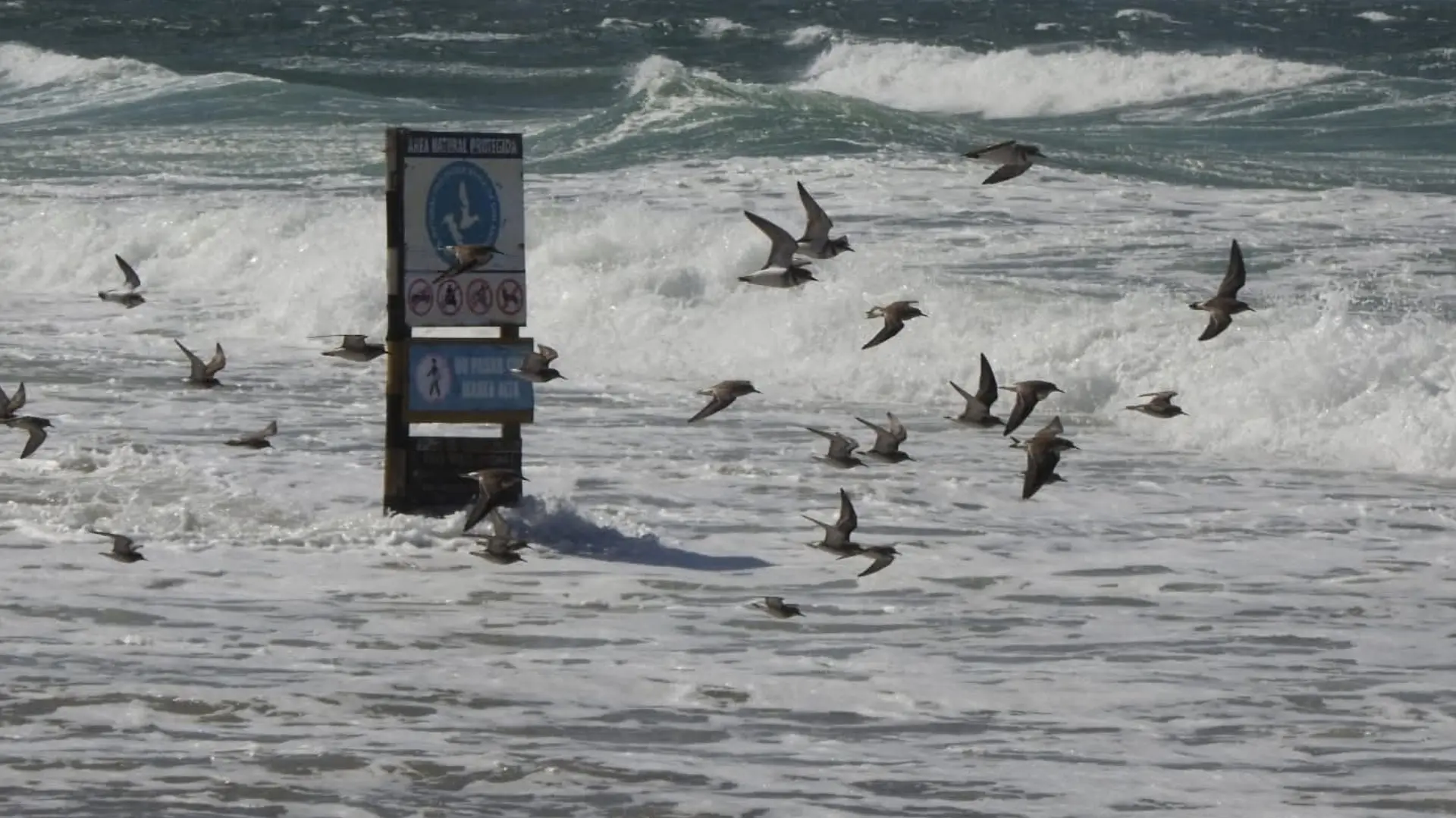 Mareas extraordinarias en Golfo San Matías: qué cuidados tomar durante el alerta por 3 días