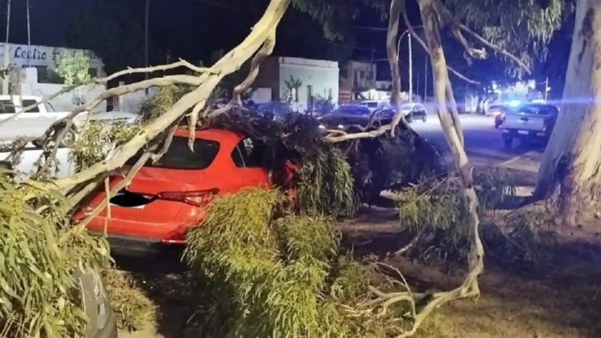 Sierra Grande: la caída de ramas de gran tamaño dañó dos autos durante la apertura del Concejo