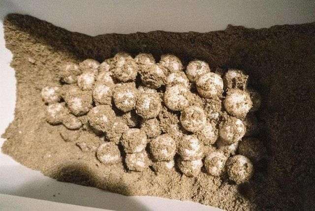 Diana, la tortuga boba que recorrió más de 6.400 kilómetros en una increíble travesía