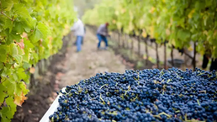 Vendimia: créditos a tasa 0 para productores de vino y cómo solicitarlos