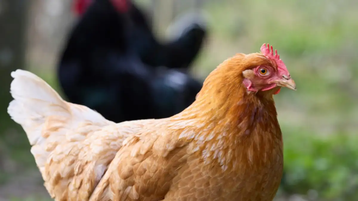 Alta mortandad y signos extraños: así se detectó la gripe aviar en Cinco Saltos
