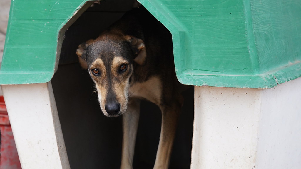 Cipolletti: jornada por el Día del Animal con adopción, vacunación antirrábica y desparasitación gratuita