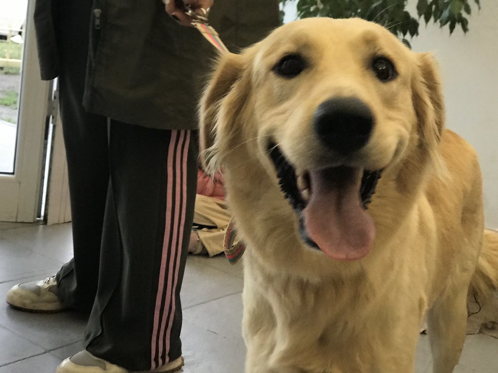 Charlas en las escuelas sobre tenencia responsable de mascotas
