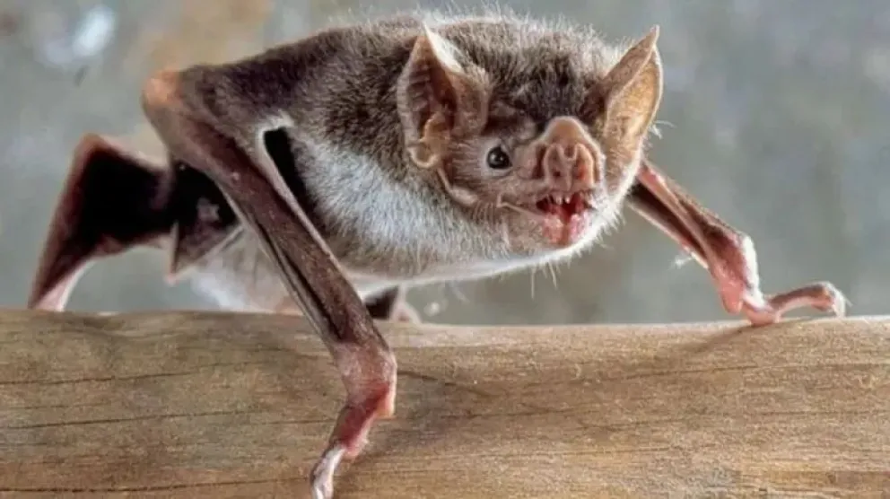 Alerta por rabia en un murciélago en Bariloche: salen a vacunar casa por casa para evitar un brote