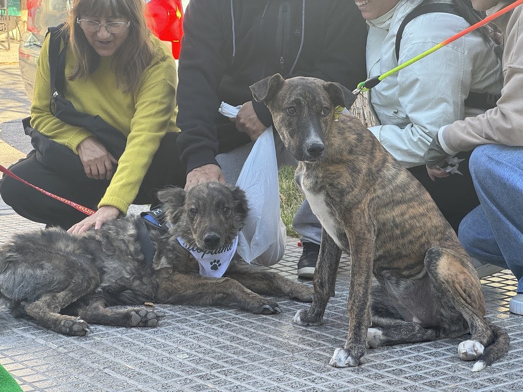 Exitosa jornada por el Día del Animal: adopciones, vacunación, desparasitación y concientización sobre el cuidado responsable