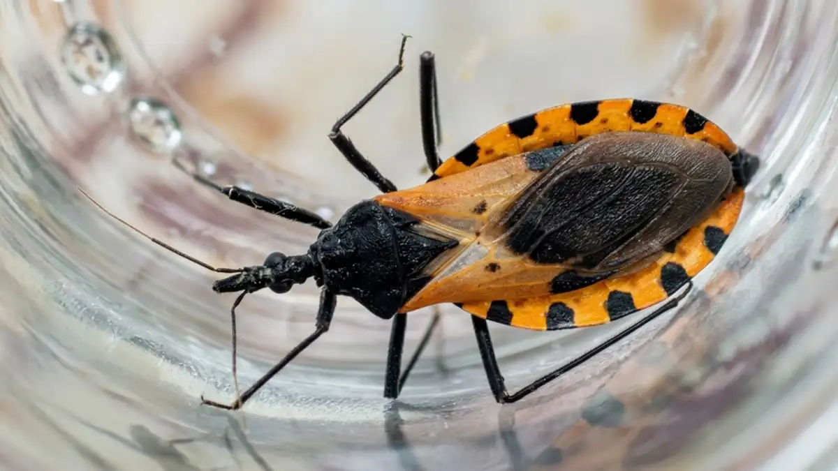 Chagas en Neuquén: la provincia sigue libre de transmisión por vinchuca, pero detecta otros casos