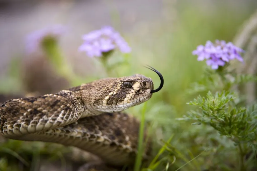 Un adolescente está grave tras ser mordido por una serpiente de cascabel