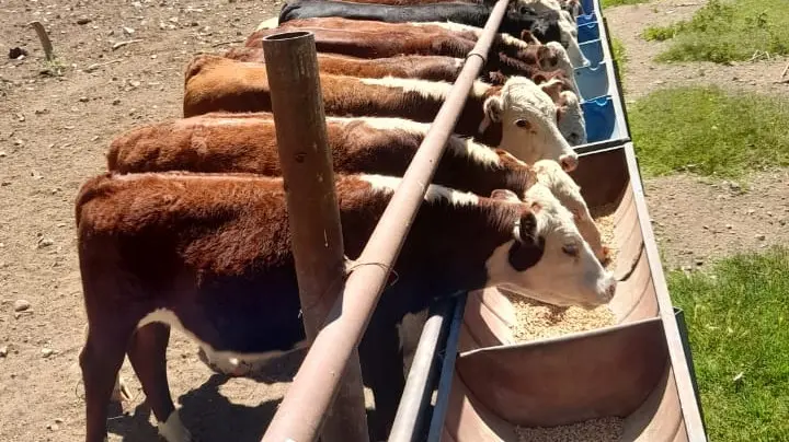 Río Negro fortalece la ganadería en la Región Sur con $109 millones